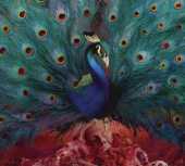 OPETH / Sorceress - 2016 / Germany
