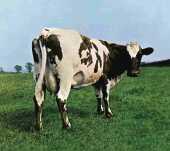 PINK FLOYD / Atom Heart Mother - 1970 / USA